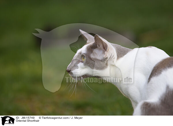 Oriental Shorthair / JM-15749