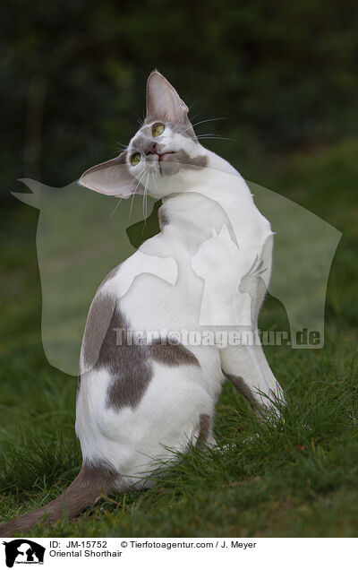 Orientalisch Kurzhaar / Oriental Shorthair / JM-15752