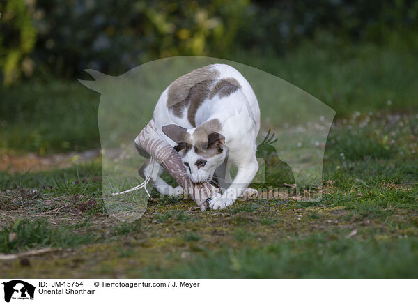 Orientalisch Kurzhaar / Oriental Shorthair / JM-15754