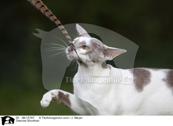 Orientalisch Kurzhaar / Oriental Shorthair / JM-15767