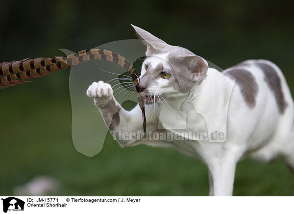 Orientalisch Kurzhaar / Oriental Shorthair / JM-15771