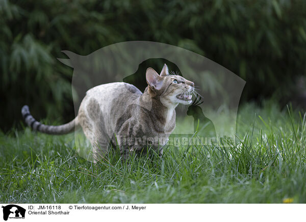 Oriental Shorthair / JM-16118