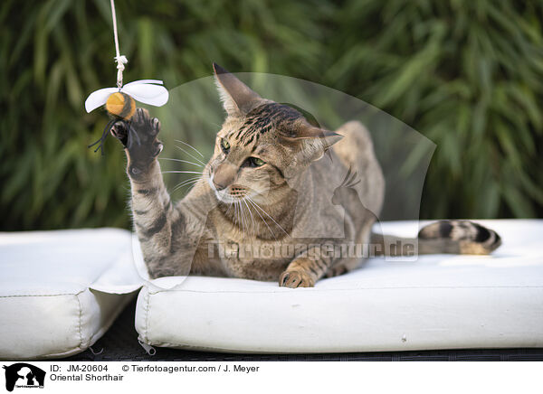 Orientalisch Kurzhaar / Oriental Shorthair / JM-20604