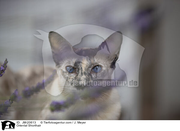 Orientalisch Kurzhaar / Oriental Shorthair / JM-20613