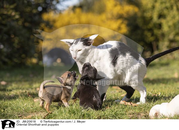 Oriental Shorthair and puppies / JM-20618