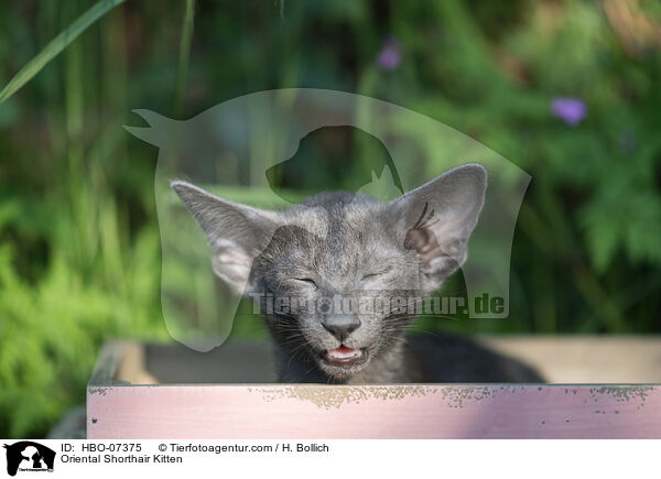 Orientalisch Kurzhaar Ktzchen / Oriental Shorthair Kitten / HBO-07375