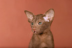 Oriental Shorthair Kitten