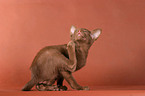 Oriental Shorthair Kitten