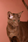 Oriental Shorthair Portrait