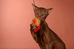 Oriental Shorthair cinnamon