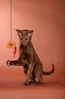 Oriental Shorthair cinnamon