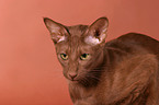 Oriental Shorthair Portrait