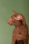 Oriental Shorthair Tomcat