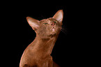 Oriental Shorthair Portrait