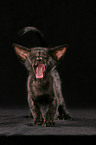 standing oriental shorthair kitten