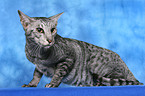 lying Oriental Shorthair