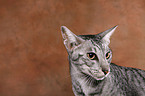 Oriental Shorthair Cat Portrait