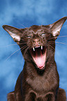 yawning Oriental Shorthair Portrait