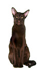 Oriental Shorthair