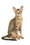 Oriental Shorthair