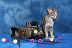 sitting Oriental Shorthair