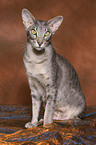 sitting Oriental Shorthair