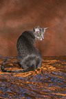 sitting Oriental Shorthair