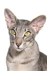 Oriental Shorthair Portrait