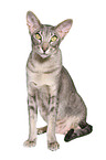 Oriental Shorthair