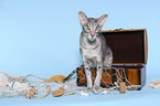 Oriental Shorthair in chest