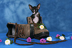 Oriental Shorthair Kitten in shoe