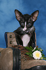 Oriental Shorthair Kitten in shoe