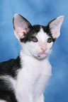 Oriental Shorthair Kitten Portrait