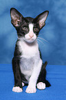 sitting Oriental Shorthair Kitten