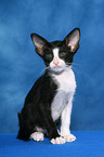 sitting Oriental Shorthair Kitten