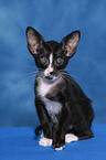 sitting Oriental Shorthair Kitten