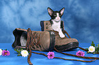 Oriental Shorthair Kitten in shoe