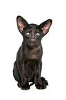 Oriental Shorthair Kitten