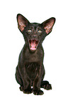 Oriental Shorthair Kitten