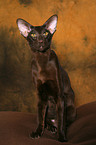 sitting Oriental Shorthair