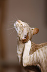 Oriental Shorthair is itching herself