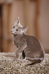 Oriental Shorthair kitten