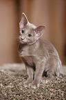 Oriental Shorthair kitten