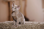 Oriental Shorthair kitten