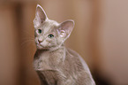 Oriental Shorthair kitten