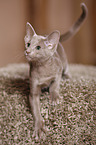 Oriental Shorthair kitten