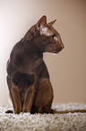 sitting Oriental Shorthair