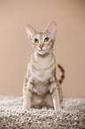 sitting Oriental Shorthair