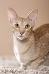 lying Oriental Shorthair