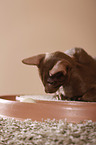 Oriental Shorthair kitten